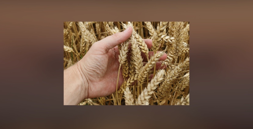 بكمية 985,000 طن.. “الأمن الغذائي” ترسي الدفعة الثالثة من القمح المستورد هذا العام
