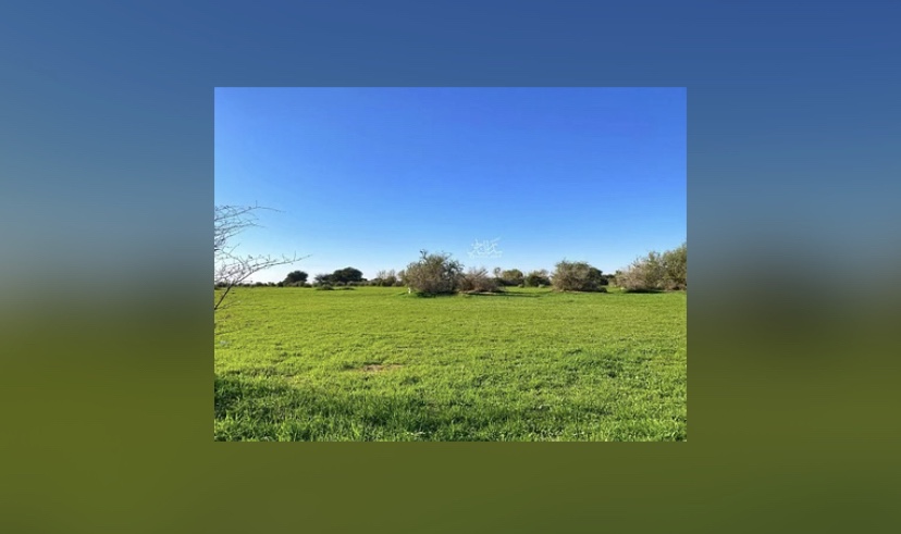 روضة “خريم” تكتسي بالخضرة وتتزين بالنباتات البرية في أجواء ربيعية جذابة