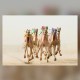 اليوم.. انطلاق فئة “اللقايا” بمهرجان ولي العهد للهجن بجوائز تتجاوز 10 ملايين ريال