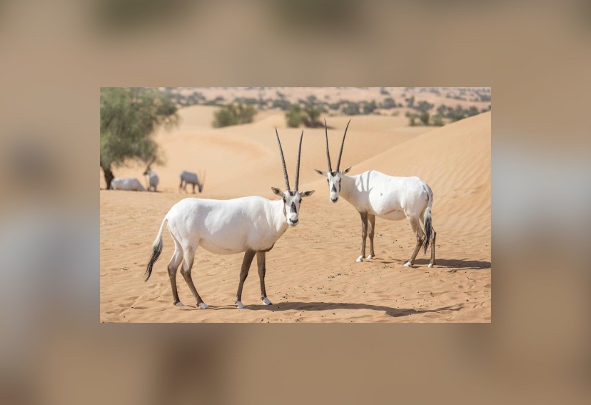 “المها الوضيحي” تضع مولودا لأول مرة منذ 9 عقود