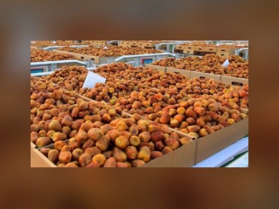 انطلاق مواسم تمورنا في مناطق المملكة لتعزيز تسويق التمور السعودية