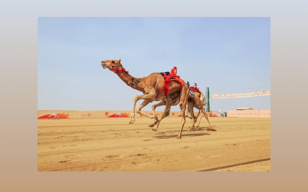 مهرجان ولي العهد للهجن في نسخته الثامنة يعلن برنامجه بجوائز تتجاوز 50 مليون ريال