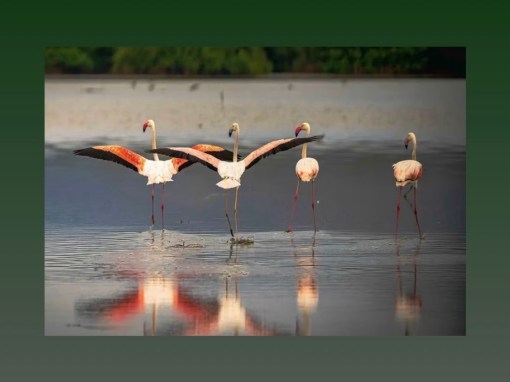 محمية “جزر فرسان” السعودية تنضم إلى القائمة الخضراء لحماية الطبيعة