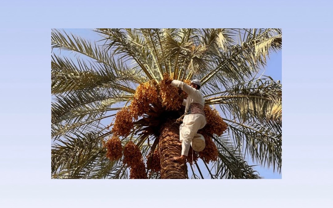 بيئة القصيم تطلق مبادرة “خراف النخيل” لموسم 2026 بدعم أمير المنطقة