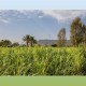 زراعة الأعلاف الموسمية في نجران تعزز الإنتاج المحلي وتدعم الثروة الحيوانية